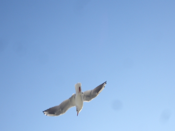 CIMG1148.JPG - ...do hei mer dä Schiesscheib jo wider...